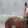 old an in the snow