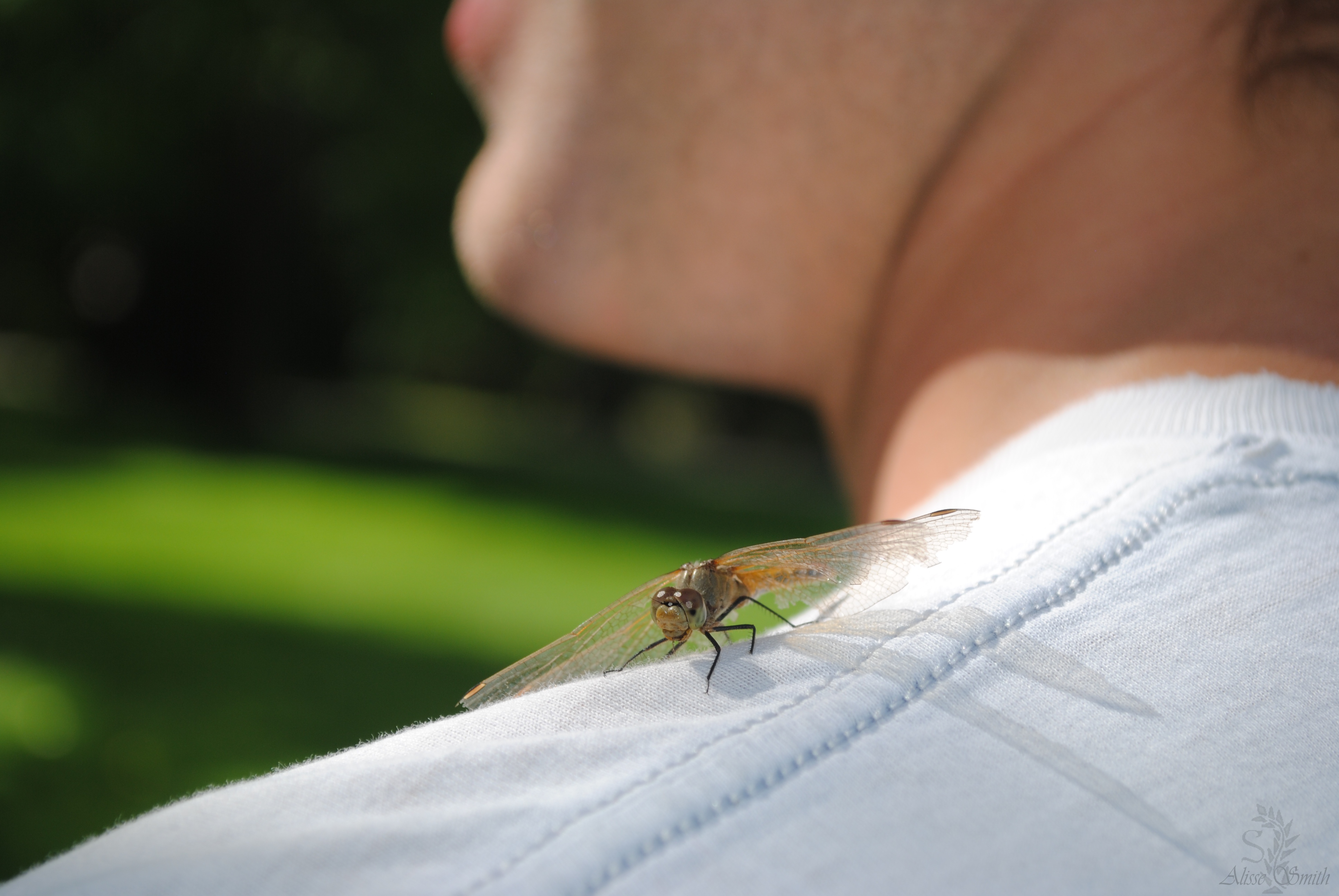 a little shoulder buddy