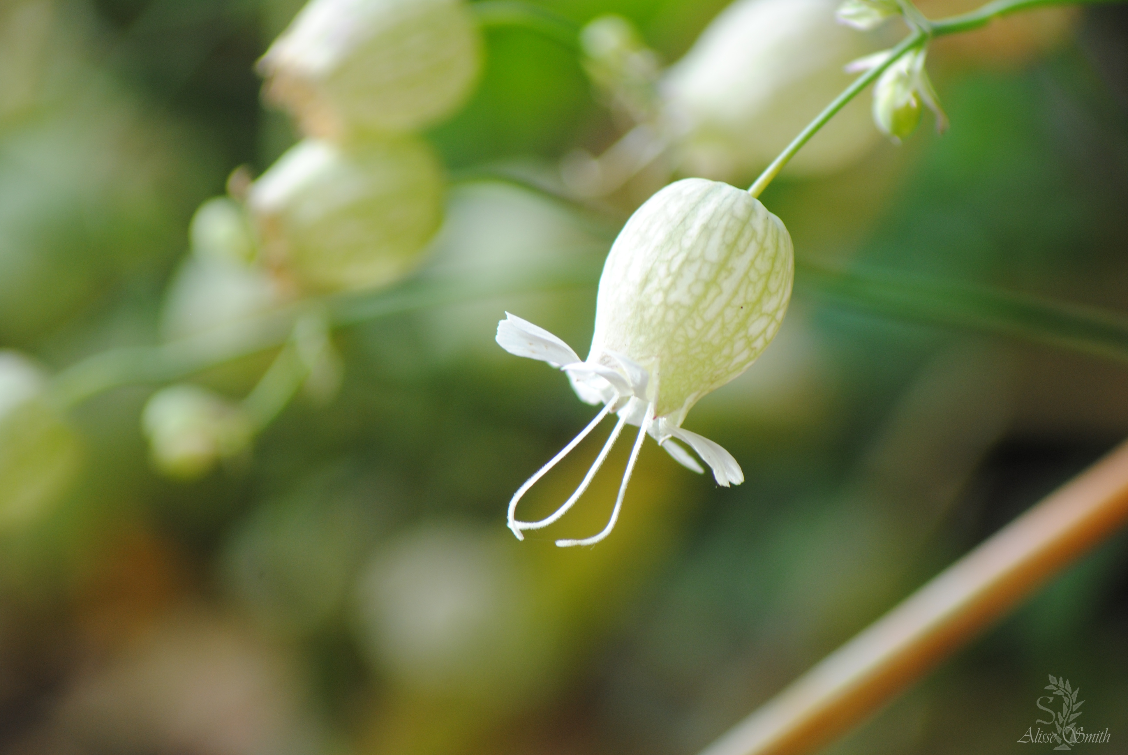 tiny bells 2