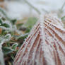 FROST COVERED -2025