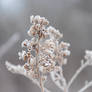 waiting for spring -2025