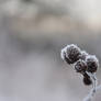 frosted morning- 2025