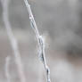frosted Buds -2025