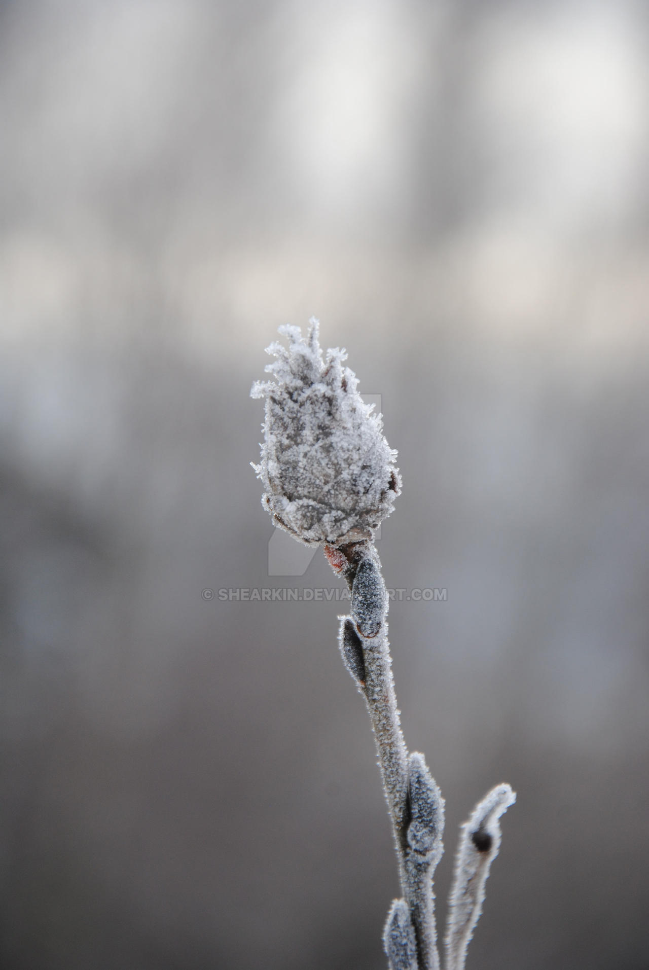 frosted bud -2025