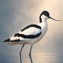 Elegant Avocet Minimalist Shorebird Illustration