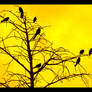 Crows: Yellow Sunset