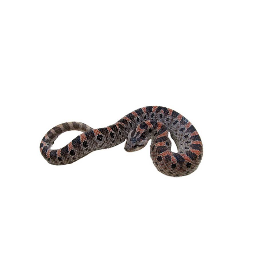 Simus Render by Kole575767 on DeviantArt