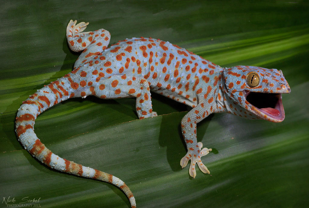 Tokyo the tokay gecko by Kole575767 on DeviantArt