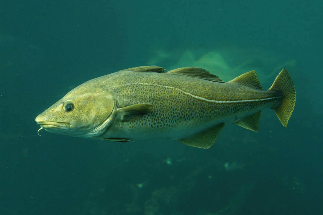 Albert the Atlantic Cod by Kole575767 on DeviantArt