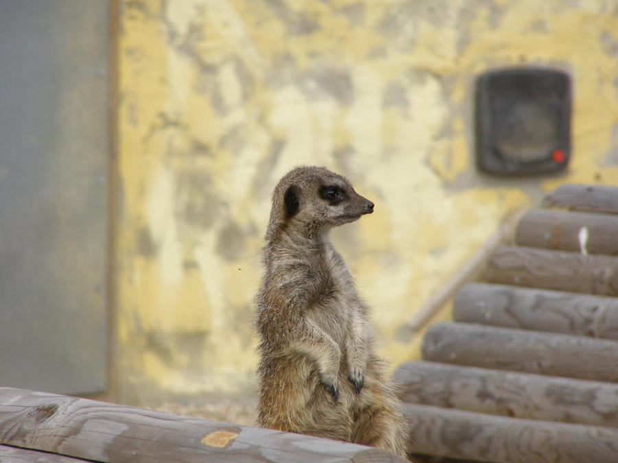 meerkat