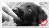 Orkid - Stamp by Call-Me-Starlet
