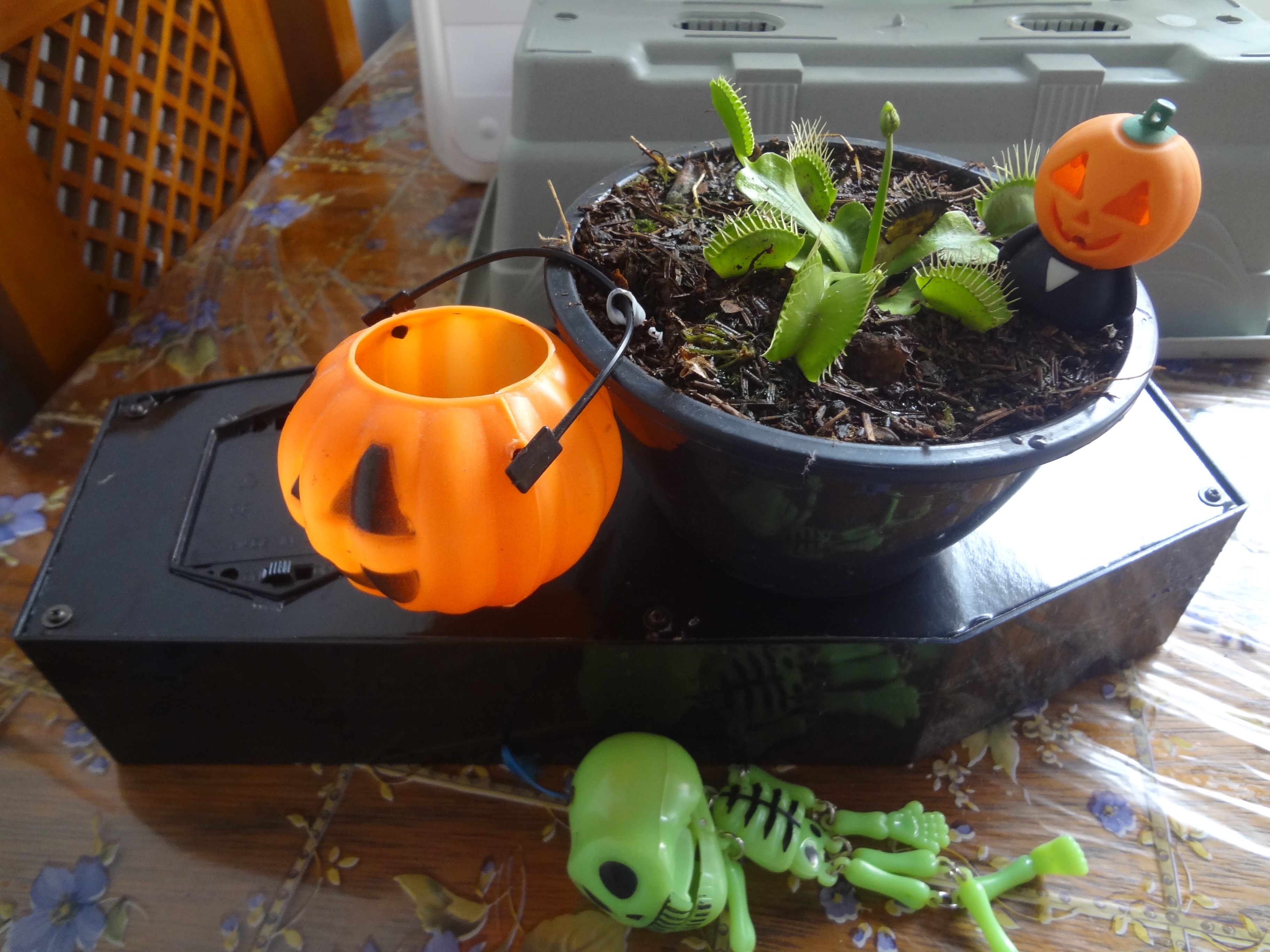 carnivorous plant ready to ask for trick or treat