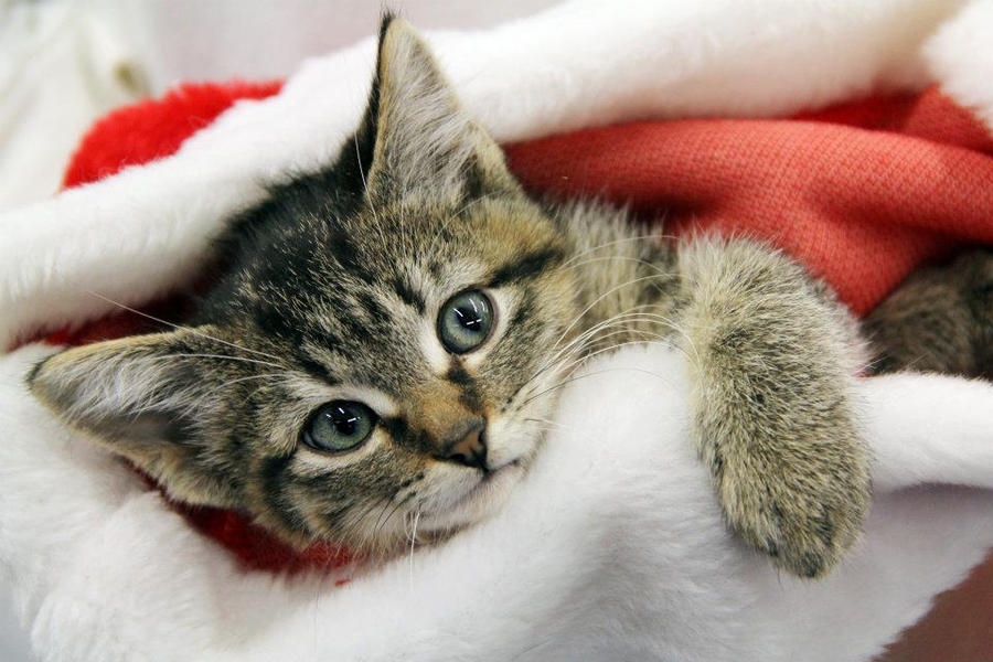 A Christmas Kitten