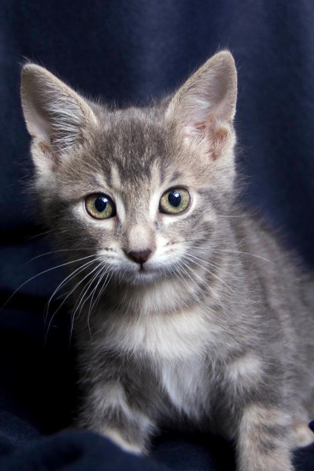 Grey Tiger Kitten by mskrissi87 on DeviantArt