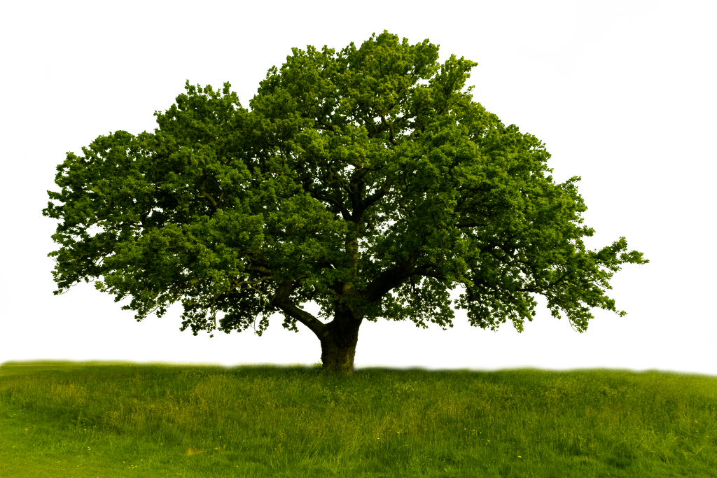 Normal Tree Image natural tree png by Roothhhh on DeviantArt
