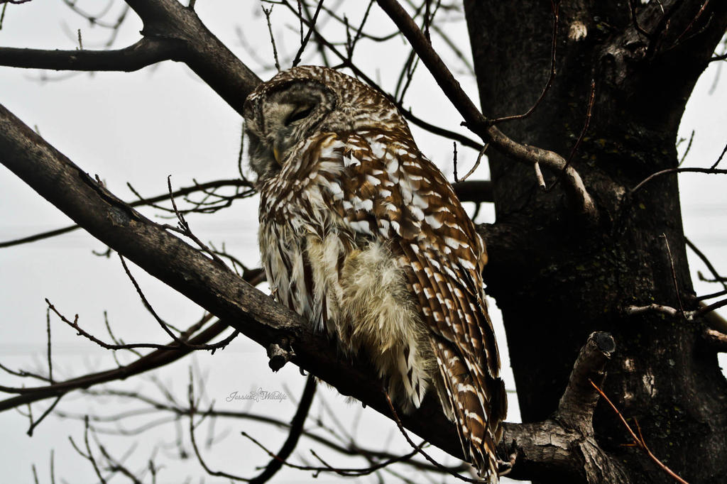 Barred Owl