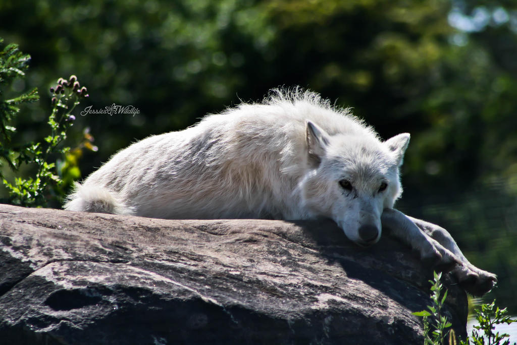 Arctic Wolf (Toronto Zoo) by JessiesWildlife on DeviantArt