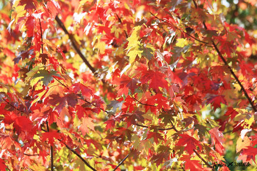 Fall Leaves