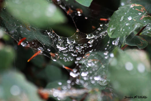 Raindrop Spiderweb