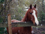 in the Snow by LeeAnneKortus