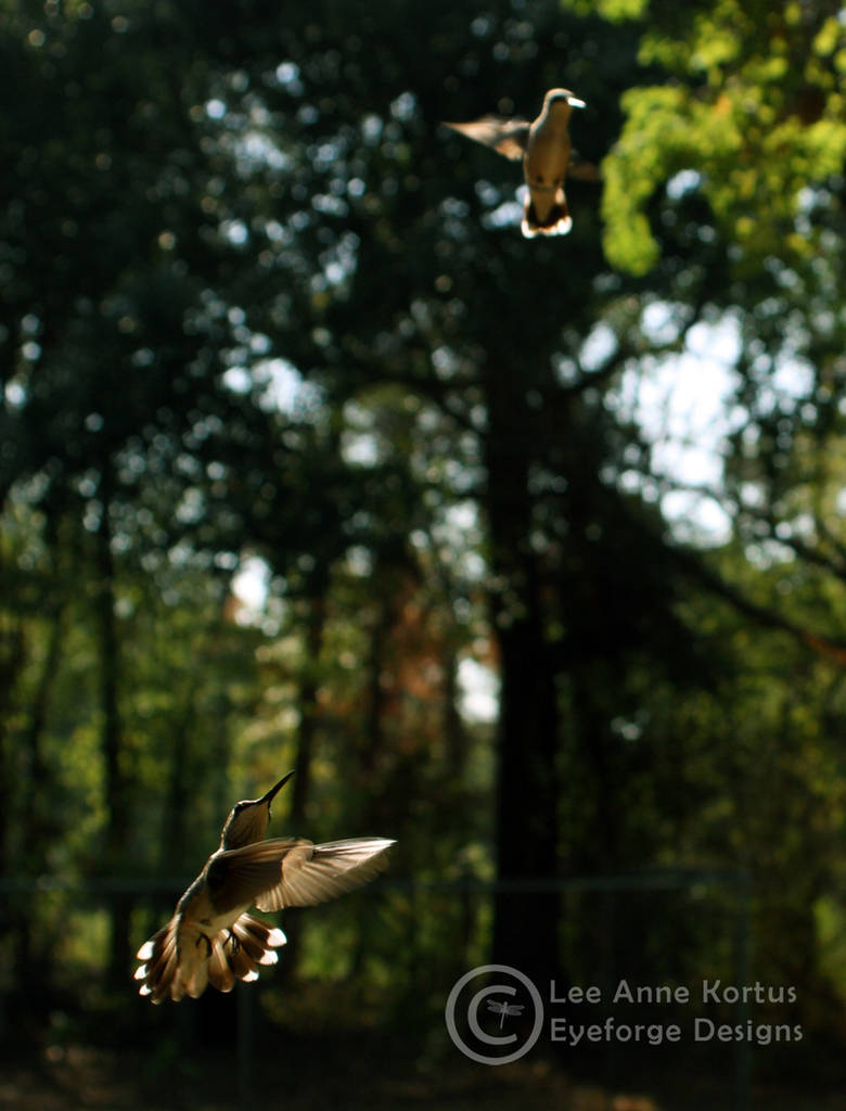 Hummingbird 01 by LeeAnneKortus