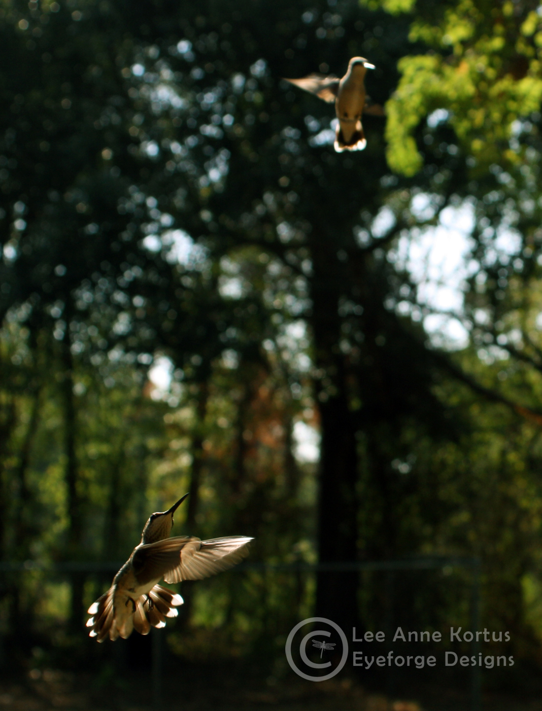 Hummingbird 01 by LeeAnneKortus