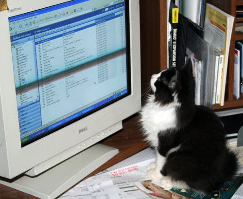 Chessie checks email