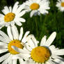 Daisies: In rank and file