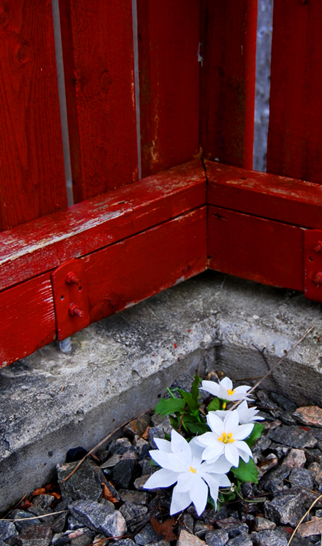 Fake Flower and Fence