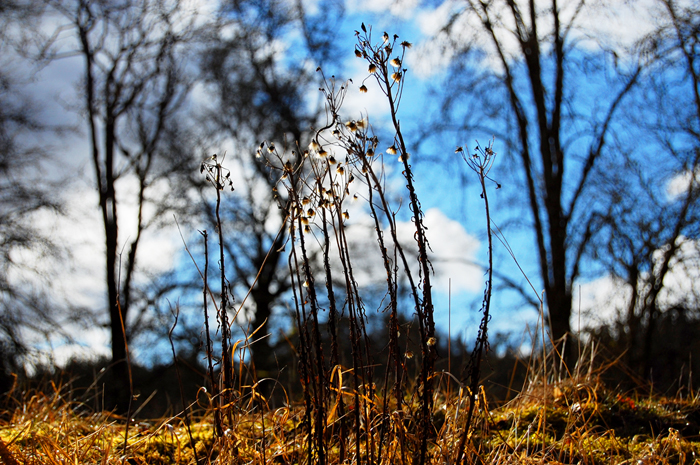 Plant-Thingy in the Sun