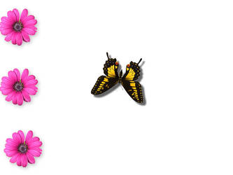 Butterfly with pink flowers