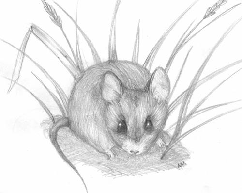 mouse sketch in HB pencil