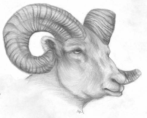 bighorn sheep in pencil