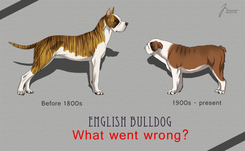 Bulldog 1800s best sale