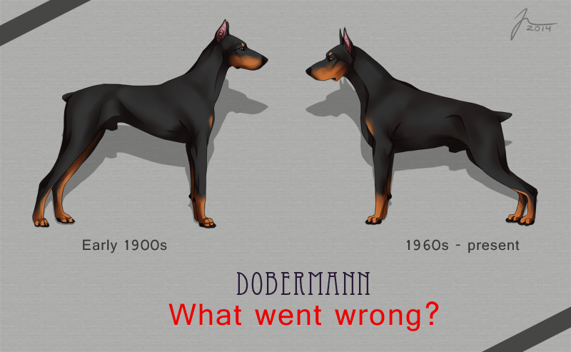 Dobermann Pinscher development