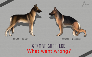 German Shepherd development