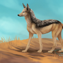 Black-backed jackal