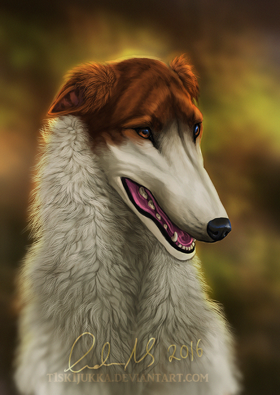 Borzoi