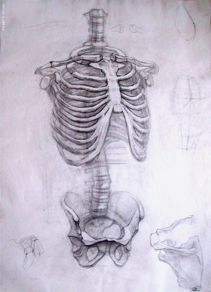 Academic Drawing Rib Cage And Pelvis By CleanLotus On DeviantArt academic-drawing-rib-cage-and-pelvis-by-cleanlotus-on-deviantart