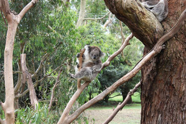 koala posing