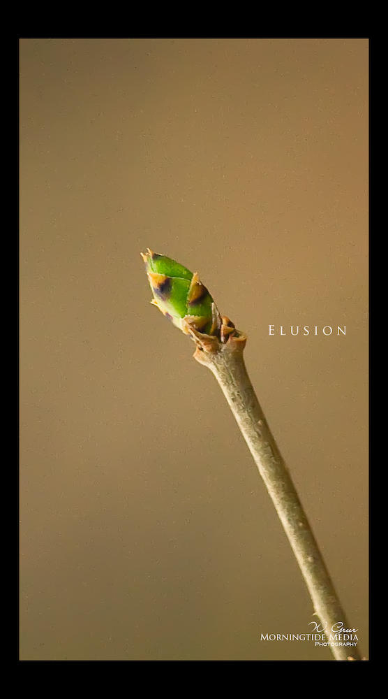 Eluison . Elusion . by MorningtideMedia on DeviantArt