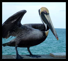 Pelican