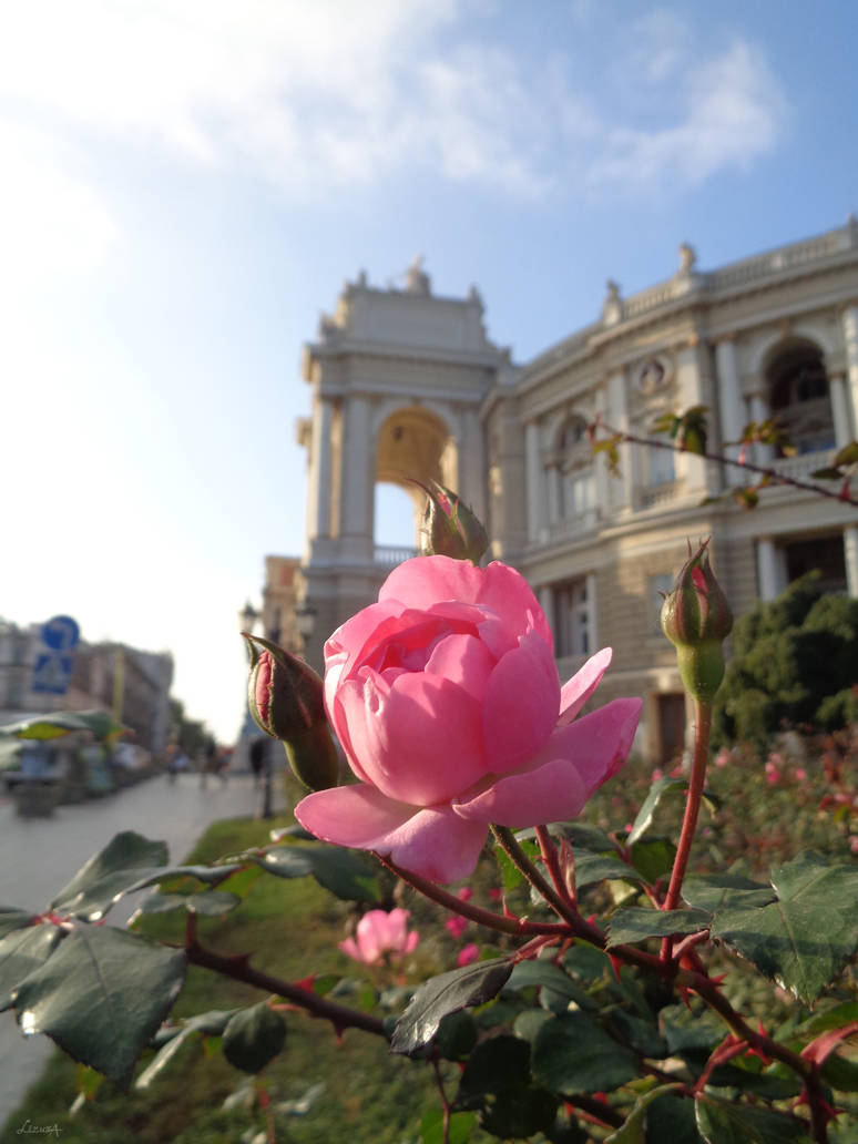 Opera Rose (1) by 0Lizuza0 on DeviantArt