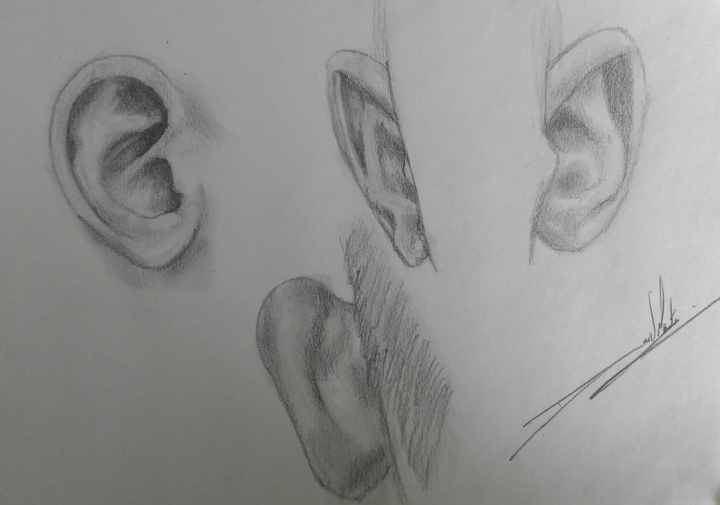 Ears study... by davidpt on DeviantArt