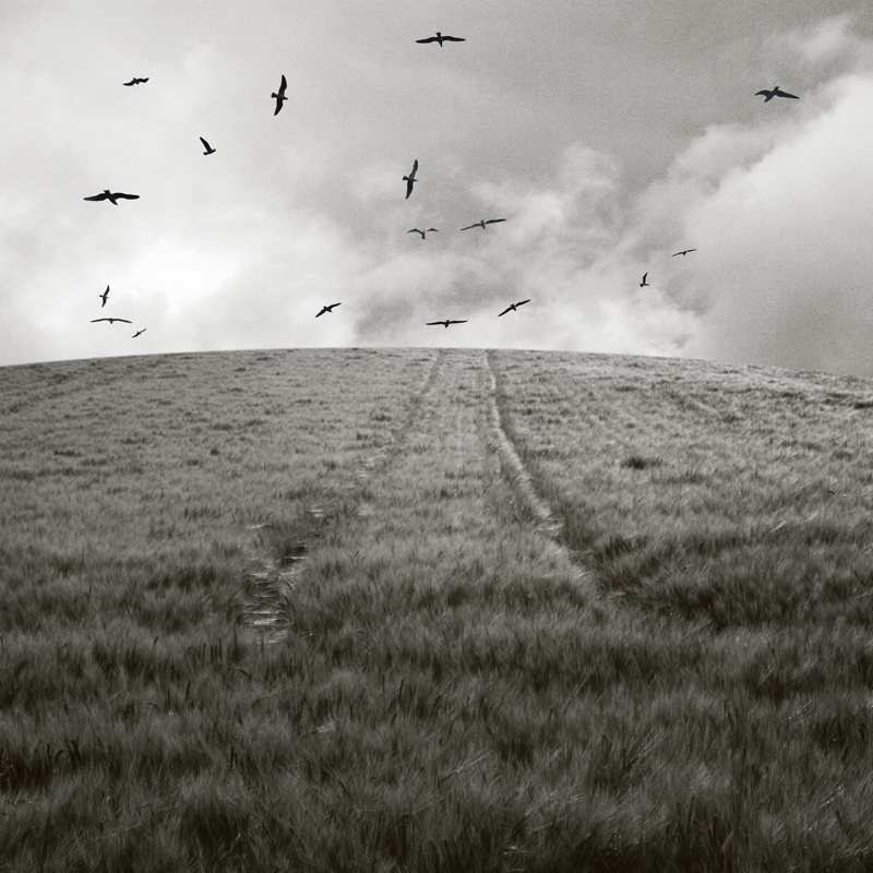 Wheat Field