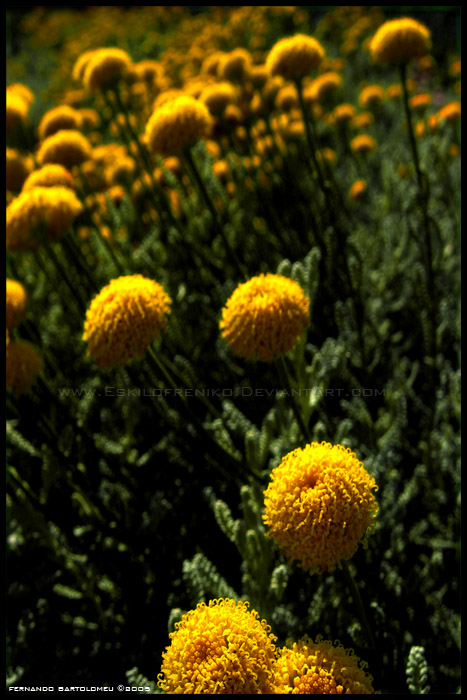 Sea of Flowers