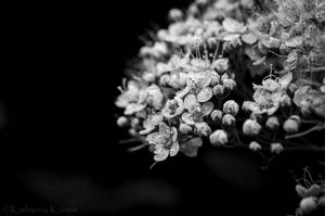Spiraea callosa BW
