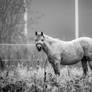 Horse BW