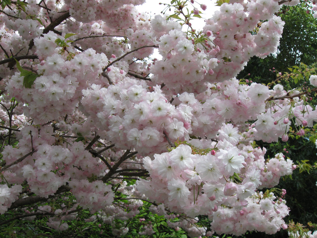 So many blossoms