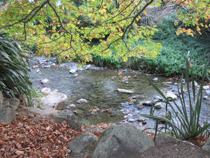 Autumn stream 4